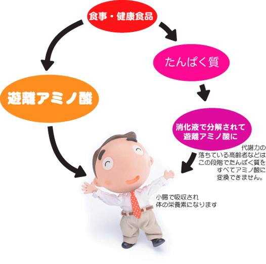 通常のアミノ酸と遊離アミノ酸の比較